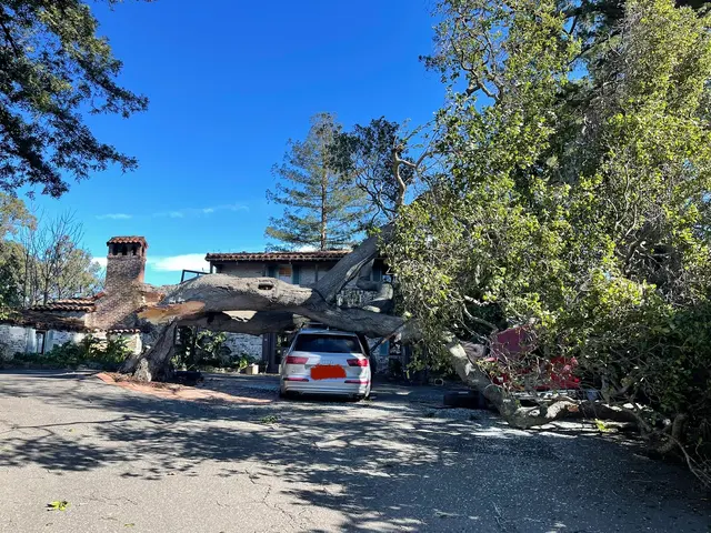 JMV Tree Services Corp — photo from the business 12