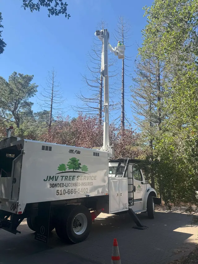 JMV Tree Services Corp — photo from the business 1