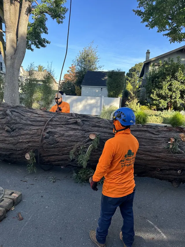 JMV Tree Services Corp — photo from the business 6