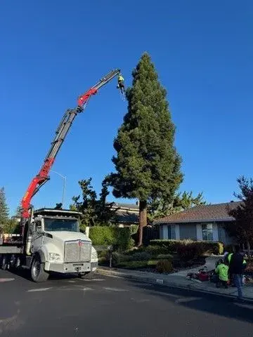 JMV Tree Services Corp — photo from the business 2