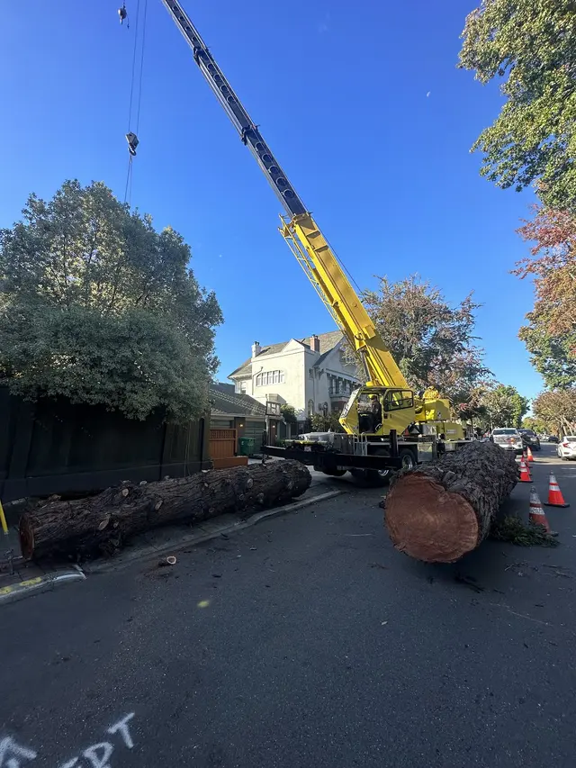 JMV Tree Services Corp — photo from the business 7