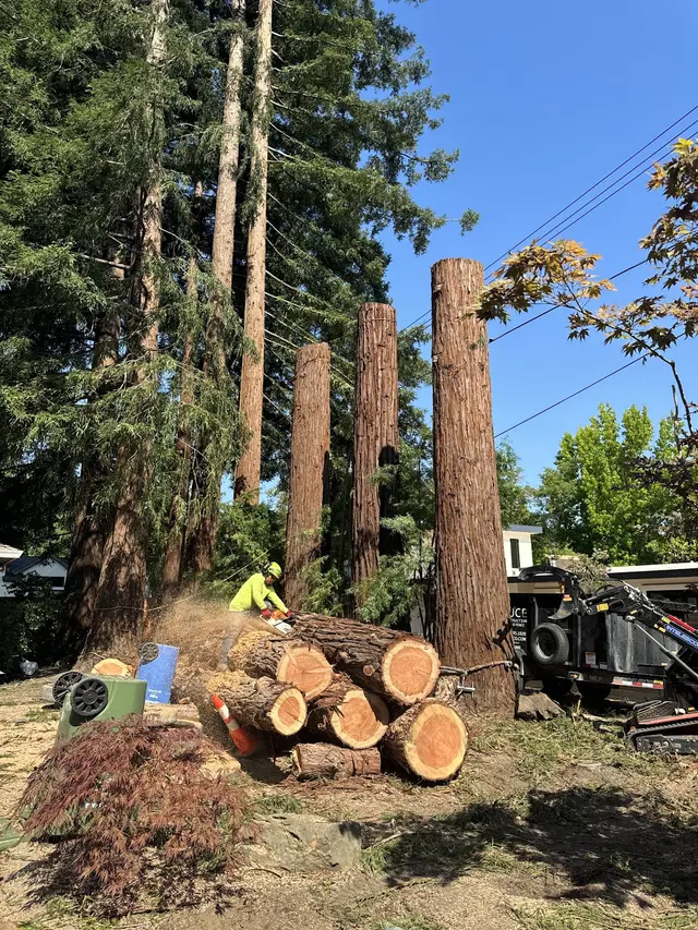 JMV Tree Services Corp — photo from the business 9
