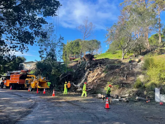 JMV Tree Services Corp — photo from the business 3