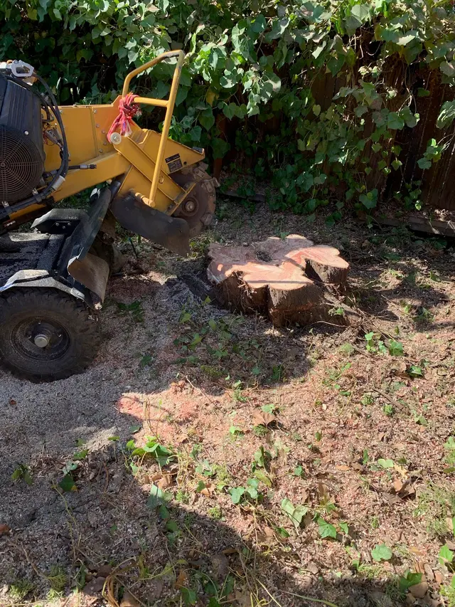 JMV Tree Services Corp — photo from the business 8