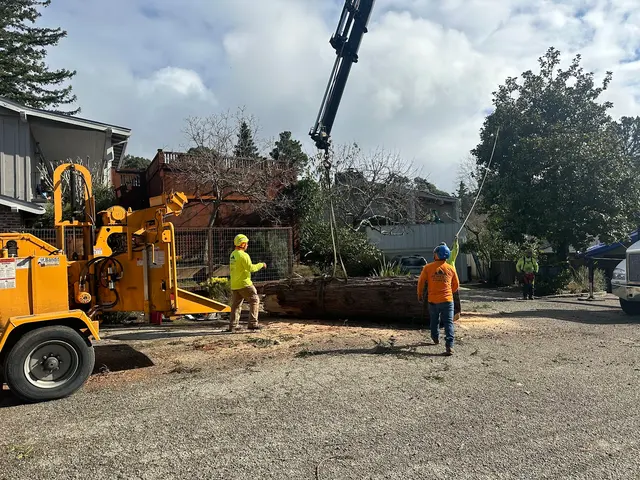 JMV Tree Services Corp — photo from the business 5