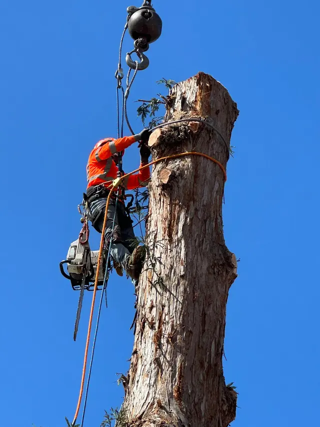 ArborTech Inc. — customer photo 2