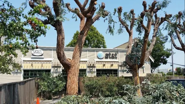 Rodriguez Tree Service — photo from the business 1