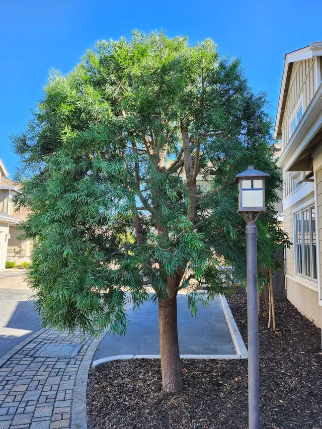 Rodriguez Tree Service — photo from the business 7