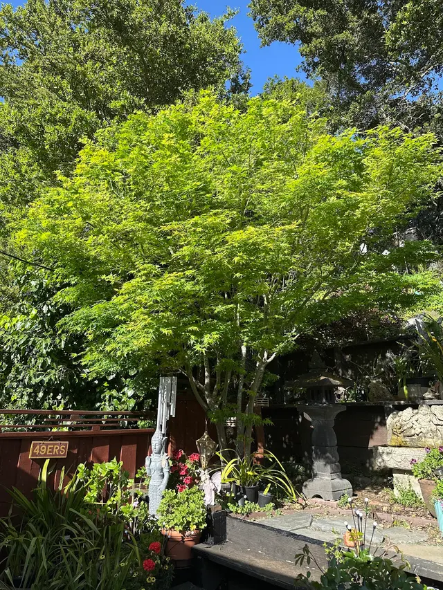 Rodriguez Tree Service — customer photo 11