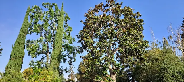 Rodriguez Tree Service — photo from the business 10
