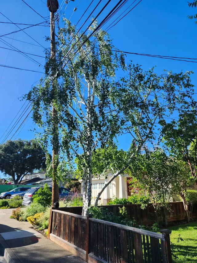 Rodriguez Tree Service — photo from the business 2