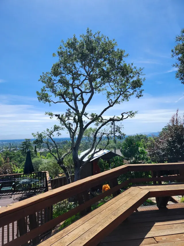 Rodriguez Tree Service — photo from the business 9