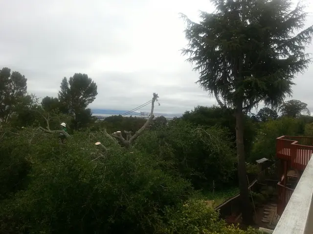 Rodriguez Tree Service — photo from the business 8