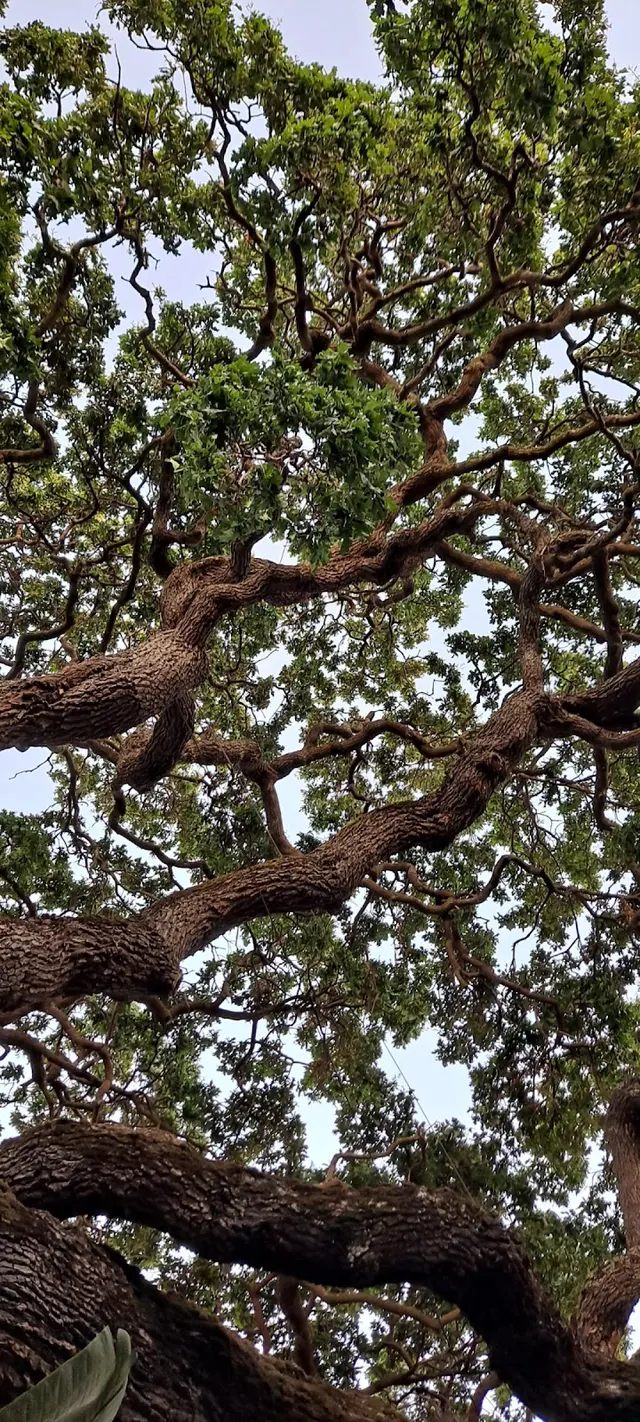 Rodriguez Tree Service — photo from the business 6