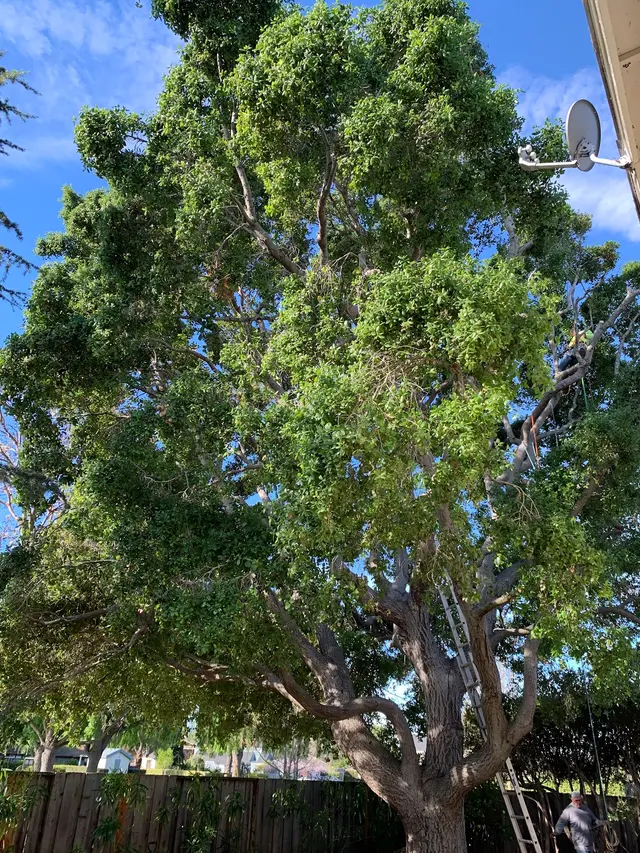 Rodriguez Tree Service — customer photo 3