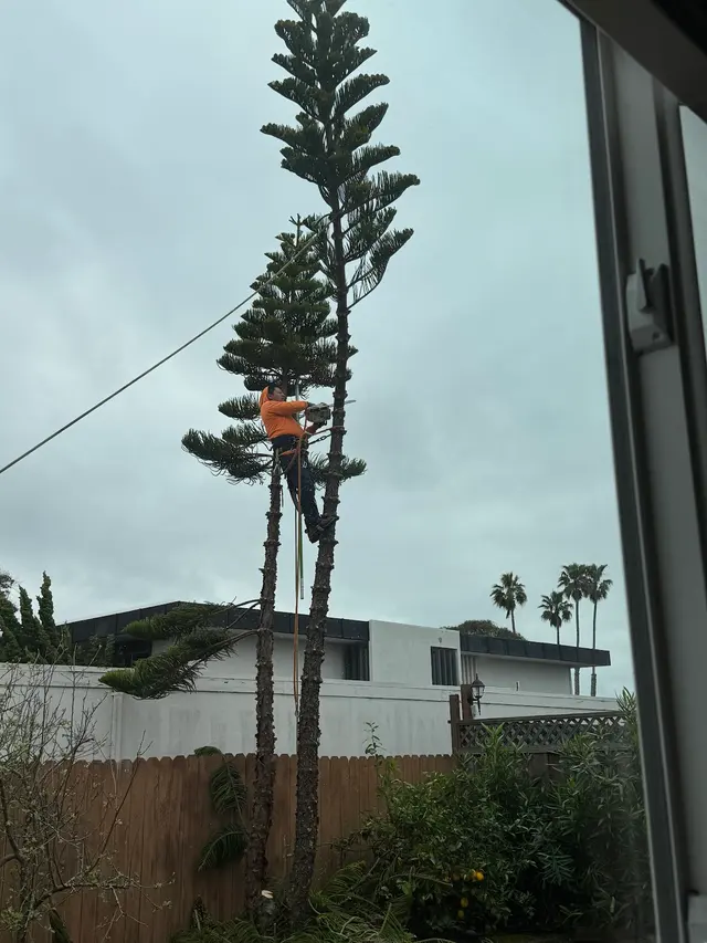Rodriguez Tree Service — customer photo 4