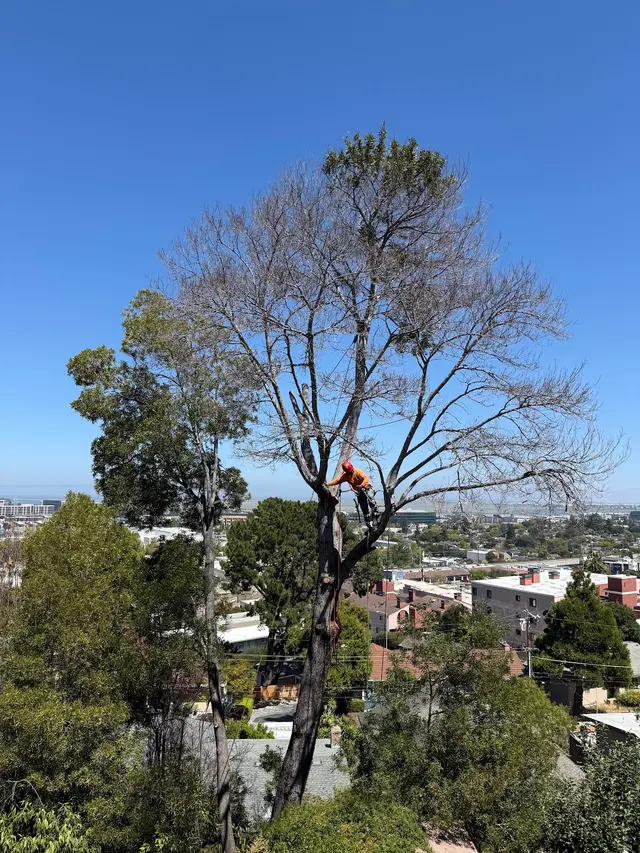 EC Tree Service Inc — customer photo 8