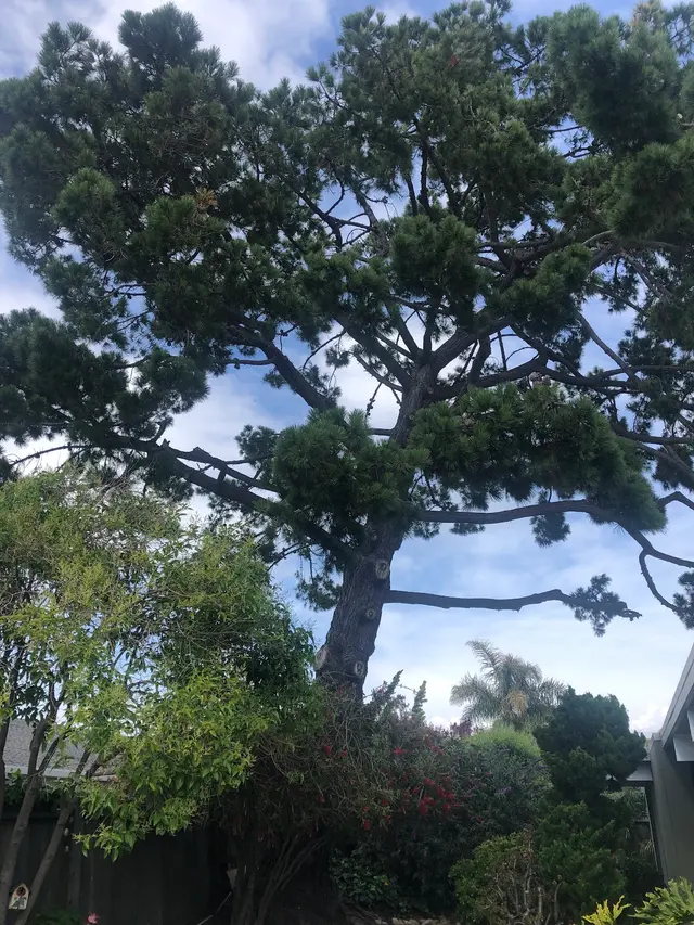 EC Tree Service Inc — customer photo 7