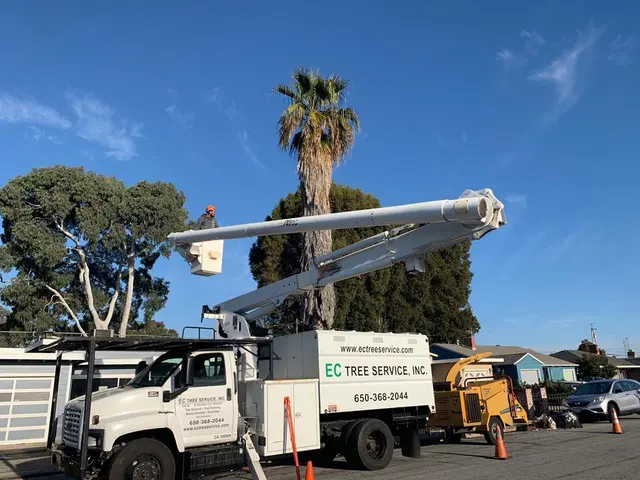 EC Tree Service Inc — photo from the business 1