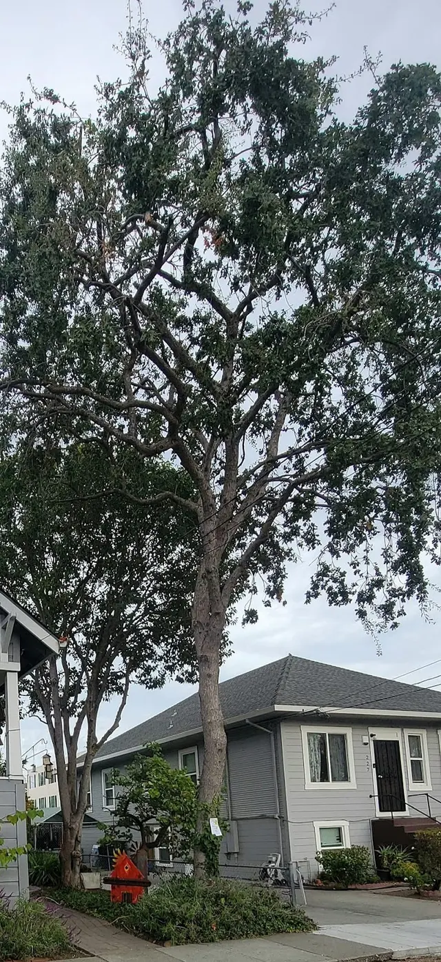 EC Tree Service Inc — customer photo 12