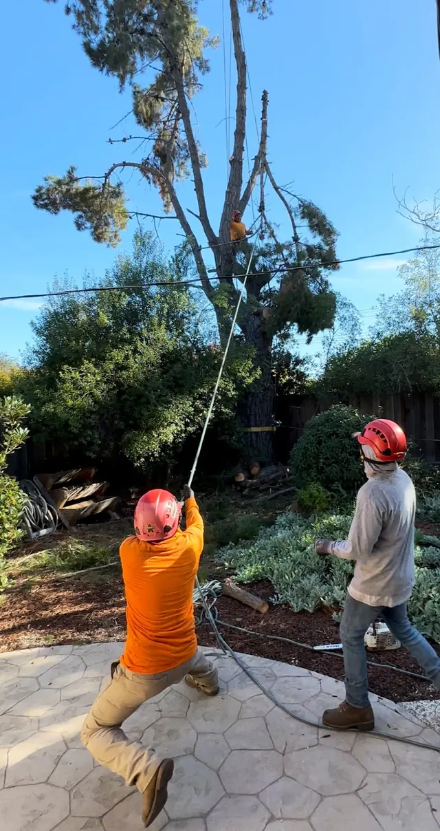 EC Tree Service Inc — customer photo 6