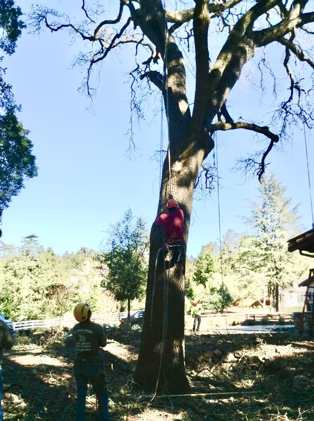 EC Tree Service Inc — photo from the business 9