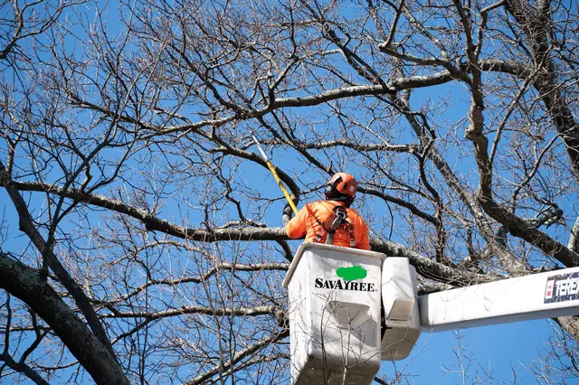 SavATree - Tree Service — photo from the business 2