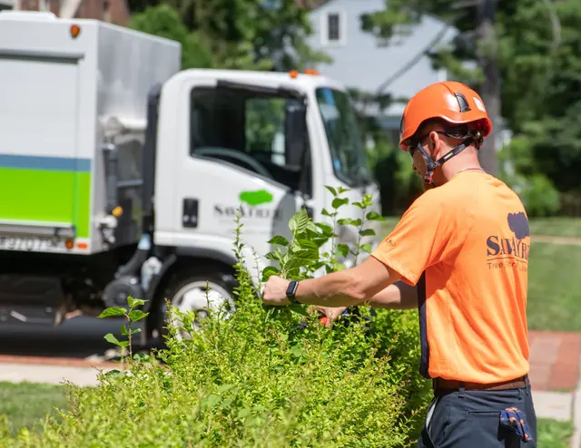 SavATree - Tree Service — photo from the business 7
