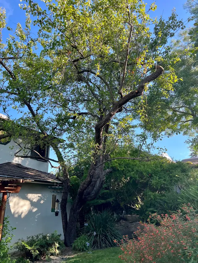 SavATree - Tree Service — customer photo 6
