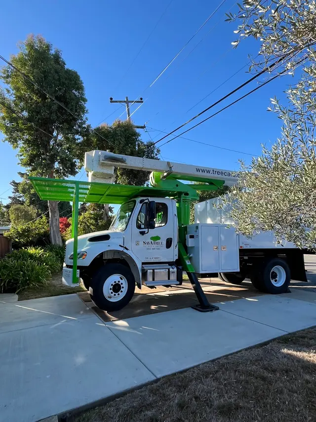 SavATree - Tree Service — customer photo 3