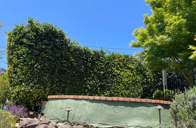 Monster Tree Service of the Coast — customer photo 6
