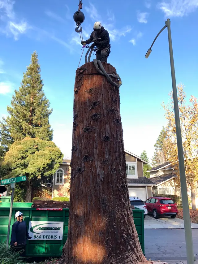 Monster Tree Service of the Coast — photo from the business 3