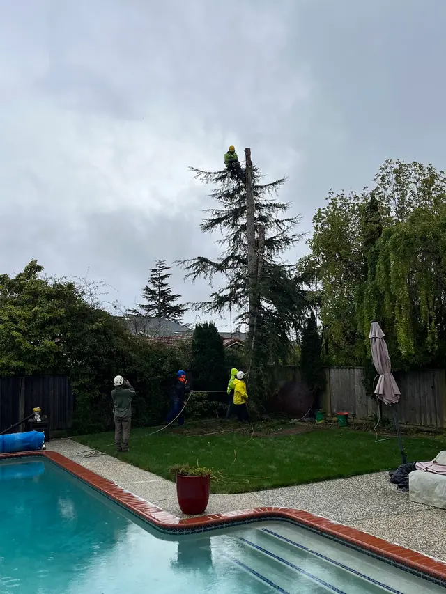 Monster Tree Service of the Coast — customer photo 5