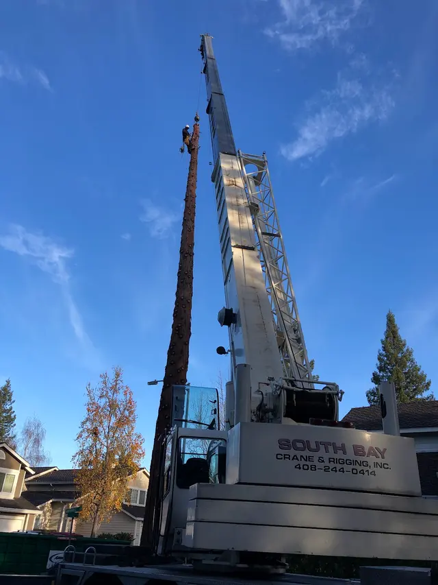 Monster Tree Service of the Coast — photo from the business 11
