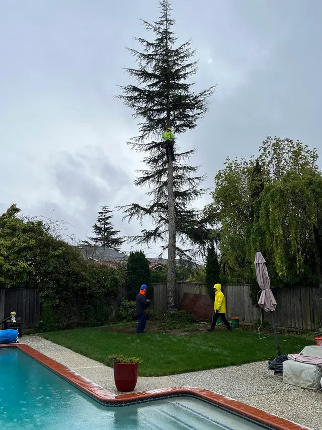 Monster Tree Service of the Coast — customer photo 9