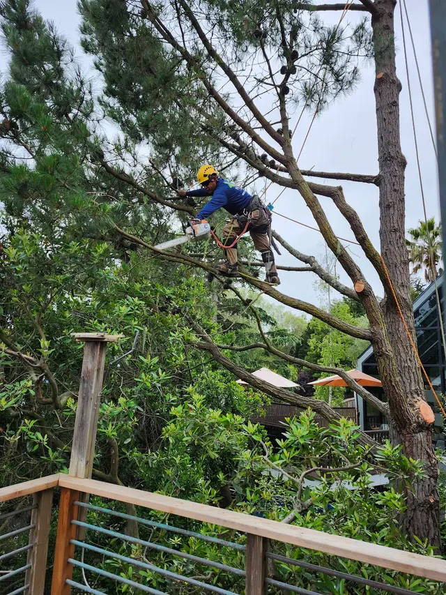 Monster Tree Service of the Coast — customer photo 4