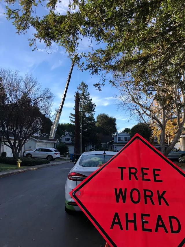 Monster Tree Service of the Coast — photo from the business 12