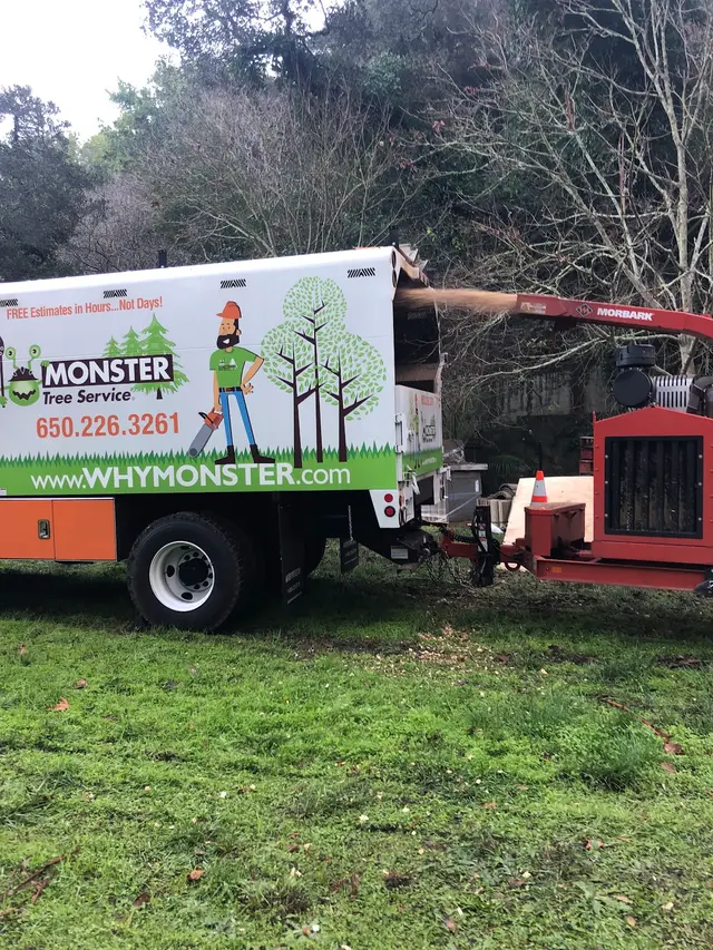 Monster Tree Service of the Coast — photo from the business 2