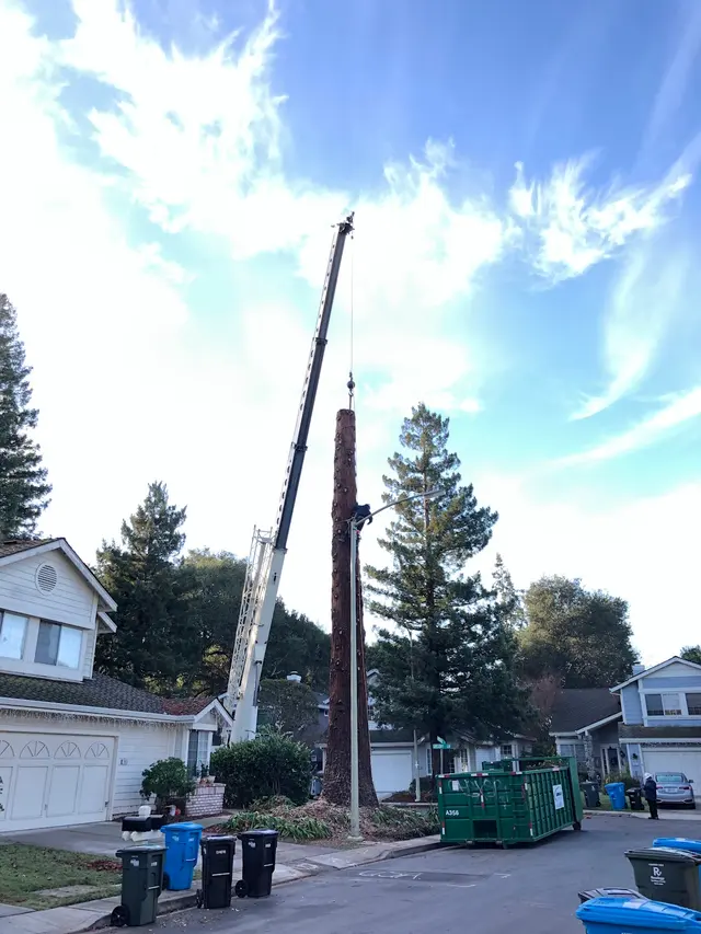 Monster Tree Service of the Coast — photo from the business 7