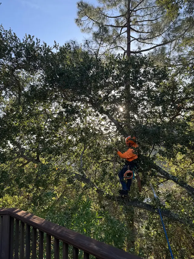 JJI Tree Service — photo from the business 8