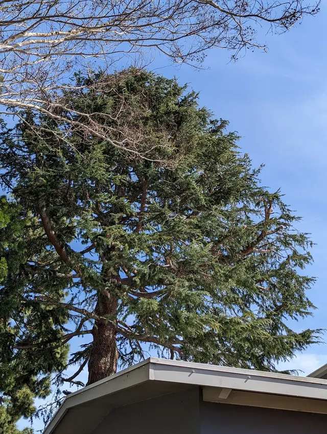 JJI Tree Service — customer photo 4