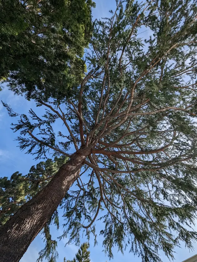 JJI Tree Service — customer photo 11