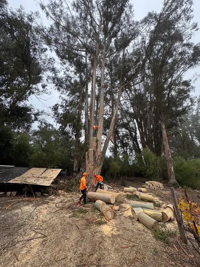 JJI Tree Service — photo from the business 2
