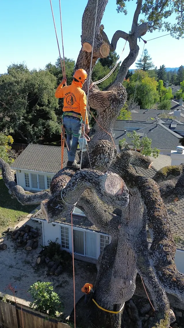 JJI Tree Service — photo from the business 9