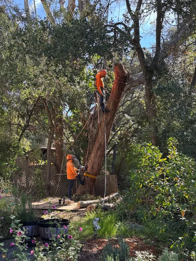JJI Tree Service — photo from the business 6