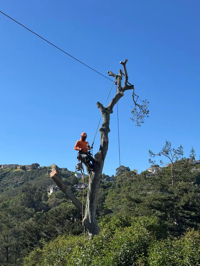 JJI Tree Service — photo from the business 7