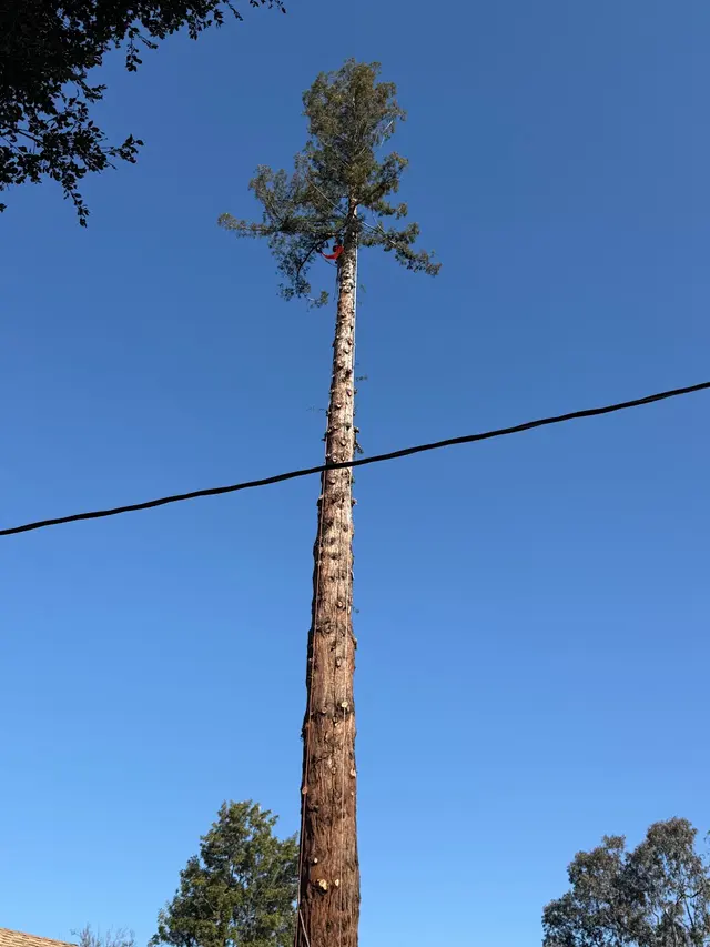 MATHEY TREE CARE — photo from the business 2