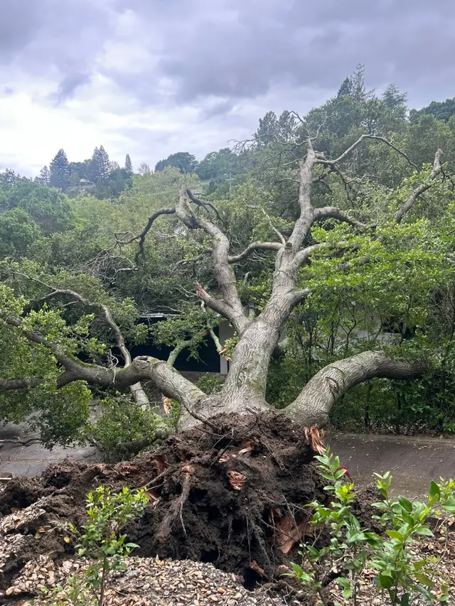 MATHEY TREE CARE — photo from the business 11