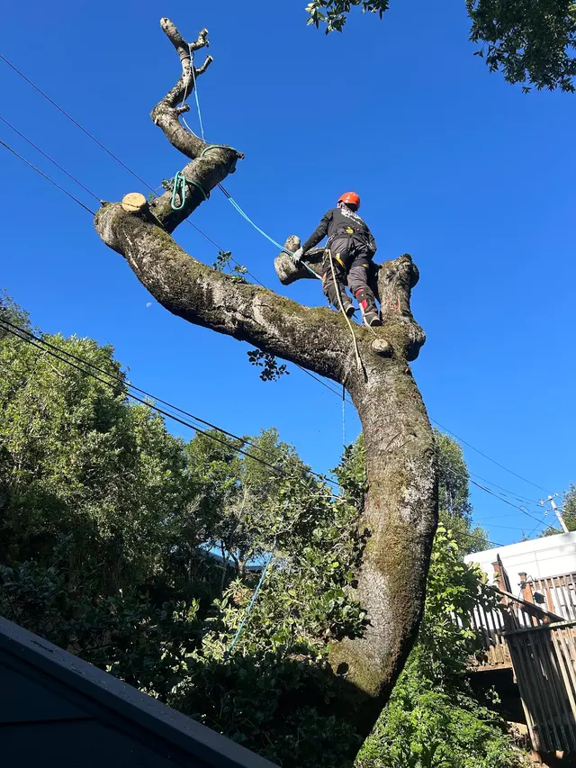 MATHEY TREE CARE — photo from the business 4