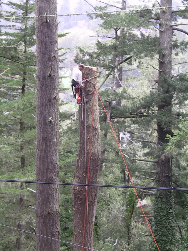 Neck of the Woods Tree Service — photo from the business 7